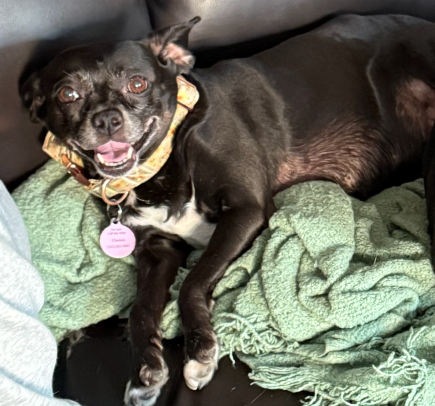 Save Our Joy: Help A Furry Angel