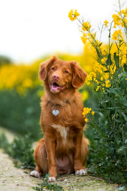 Understanding Heart Conditions in Dogs