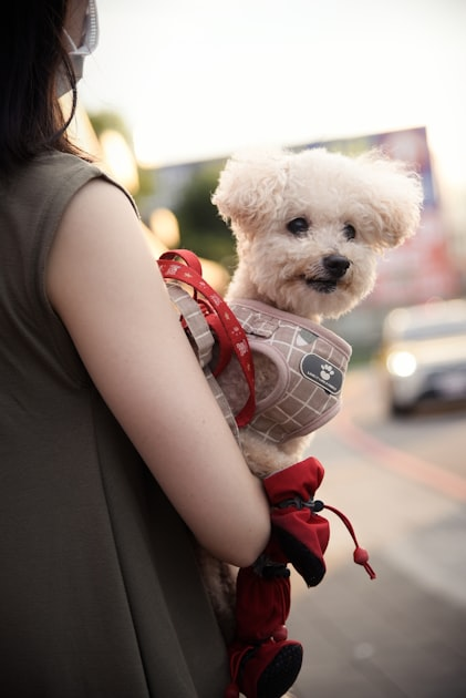 The Importance of Veterinary Care for Pets