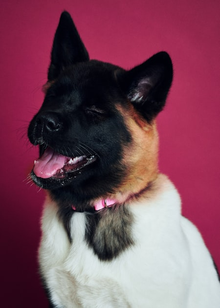 Fundraising for Pet Medical Care