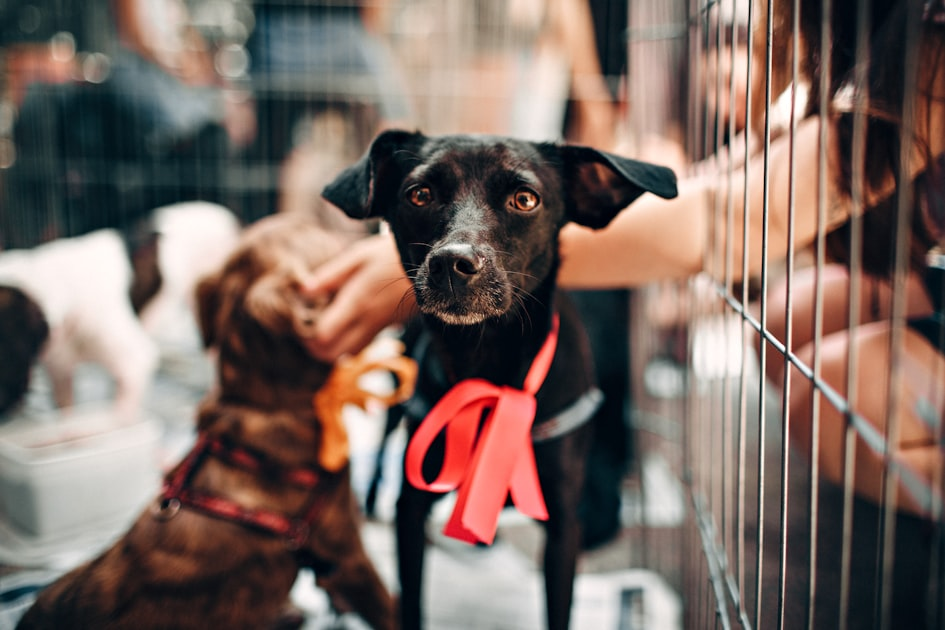 Help Joy: A Call for Donations